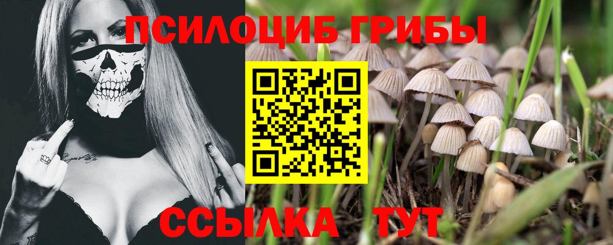 Волгодонск  Галлюциногенные грибы Psilocybe  Вход с VPN 